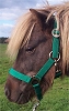 Shetty