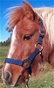 Minishetty
