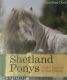 Shetland Ponys